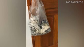 Кот отдыхаете в пакете - смотреть видео (0:16)