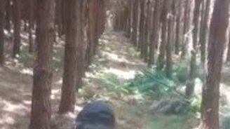 Мастерская валка деревьев - смотреть видео (1:01)