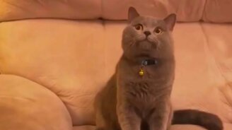 Много прикольного с кошками - смотреть видео (10:06)