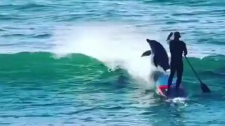 Дельфин сбил сёрфера - смотреть видео (0:17)