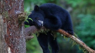 Сонный медвежонок на ветке - смотреть видео (0:26)