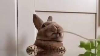 Зубастый уничтожитель зелени - смотреть видео (0:30)