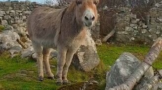 Оперная ослица - смотреть видео (0:35)