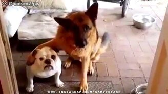 Сборник свежего яркого смешного видео - смотреть видео (6:34)