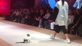 Кошка на модельном подиуме - смотреть видео (1:00)