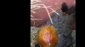 Курица растит котят - смотреть видео (0:44)