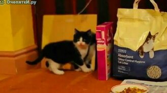 Котёнок против зеркала - смотреть видео (0:59)