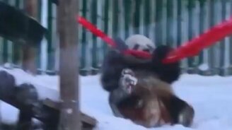 Панды и первый в этом году снег - смотреть видео (0:44)