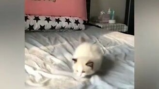 Грация прыгающего котёнка - смотреть видео (0:10)