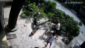 Чуть не убило веткой - смотреть видео (0:53)