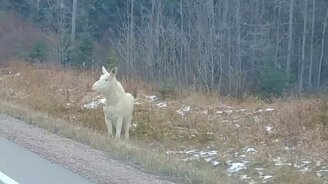 Лосей-альбиносов редко встретишь - смотреть видео (2:03)