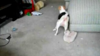 Собачий транс - смотреть видео (0:26)