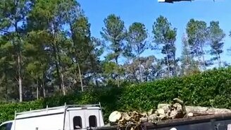 Грамотная валка дерева - смотреть видео (0:28)