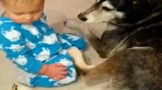 Малыш засыпает перед псиной - смотреть видео (0:22)