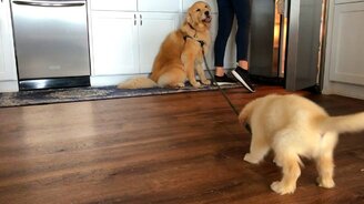 Перед прогулкой надо поесть! - смотреть видео (0:28)