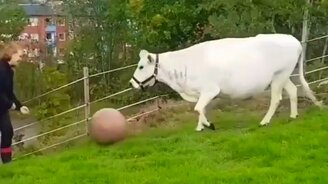 Корова обожает играть с мячиком - смотреть видео (0:55)