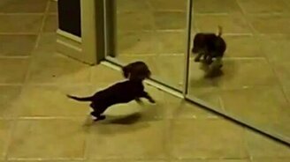 Ты кто? - смотреть видео (0:56)