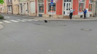 Том и Джерри в реальном мире - смотреть видео (0:43)