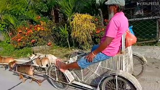 Пенсионера возят собаки - смотреть видео (1:16)