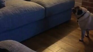 Мопс лает на своё изображение на подушке - смотреть видео (0:23)