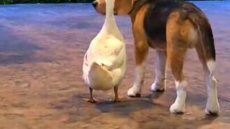 Объятия гуся и собаки - смотреть видео (0:26)