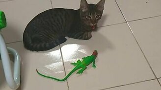 Возле тебя ящерица! - смотреть видео (0:17)