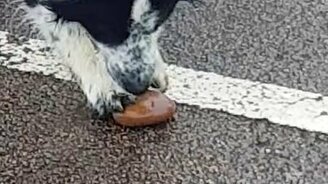 Собака играет с камнем - смотреть видео (0:23)