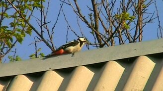 Дятел против конька крыши - смотреть видео (1:05)