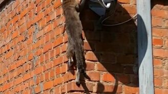 Кот лезет по кирпичной стене - смотреть видео (0:15)