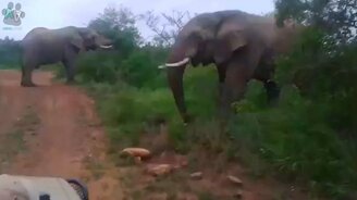 Невероятные нападения слонов - смотреть видео (3:04)
