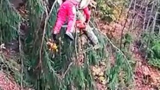 Мастер спила деревьев - смотреть видео (0:51)