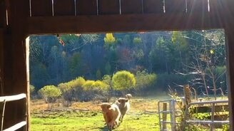 Коровы, завтракать! - смотреть видео (0:50)