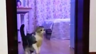 Как смутить кошку - смотреть видео (0:10)