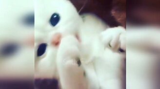 До слёз смешные кошаки - смотреть видео (11:18)