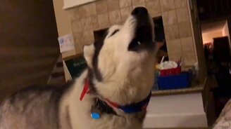 Вокально одарённая хаски - смотреть видео (0:50)