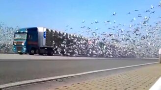 Выпускаем птиц на волю! - смотреть видео (10:03)