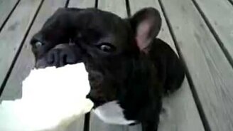 Овощная собака - смотреть видео (1:38)