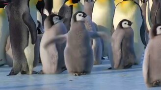 Трудно быть пингвином - смотреть видео (0:41)