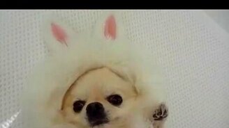 Новогодний зайчик - смотреть видео (1:03)