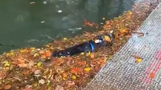 Не доверяй мозгу! - смотреть видео (0:10)