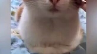 Отключила кошку - смотреть видео (0:30)