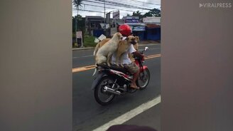 Квартет на мотоцикле - смотреть видео (0:31)