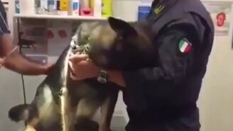 Сдержанный трусишка - смотреть видео (0:12)