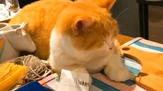 И котики тоже плачут от лука - смотреть видео (0:19)