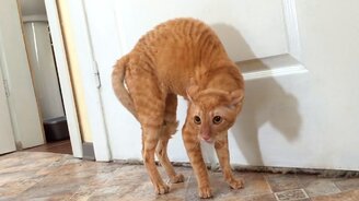 Котик против сирени - смотреть видео (0:42)