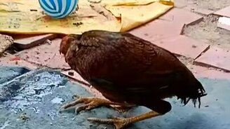 Цыплёнок разминает шею - смотреть видео (1:35)