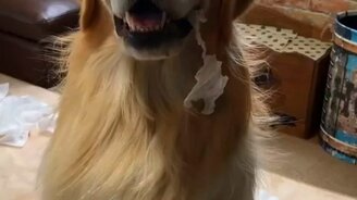 Это мы натворили! - смотреть видео (0:32)