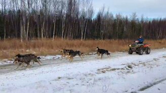 Мальчик тренирует стаю собак - смотреть видео (0:56)