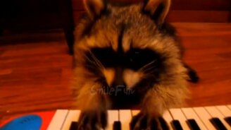 До слёз смешные еноты - смотреть видео (5:20)