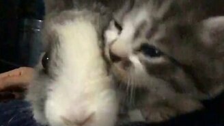 Котёнок дружит с кроликом - смотреть видео (0:15)